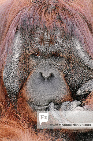 Borneo-Orang-Utan (Pongo pygmaeus) Männchen Vorkommen auf Borneo captive Deutschland
