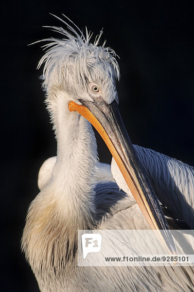 Krauskopfpelikan (Pelecanus crispus) Vorkommen in Europa und Asien captive Deutschland