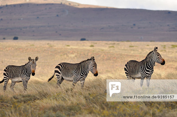 Kap-Bergzebras (Equus zebra zebra)  Herde steht in hohem trockenen Gras  Mountain-Zebra-Nationalpark  Ostkap  Südafrika