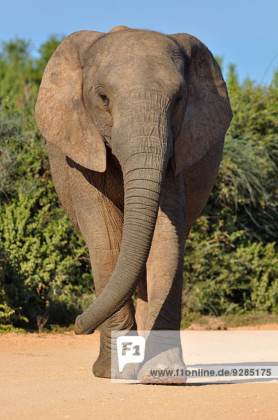 Afrikanischer Elefant (Loxodonta africana)  Eltenfantenkuh geht auf Schotterstraße  Addo-Elefanten-Nationalpark  Ostkap  Südafrika