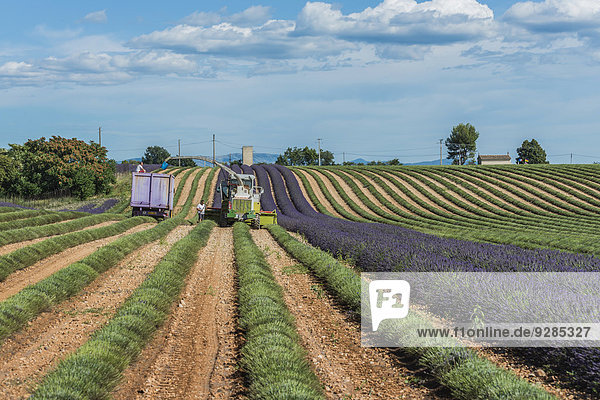 Lavender harvest in Valensole  Plateau de Valensole  Département Alpes-de-Haute-Provence  Provence  France