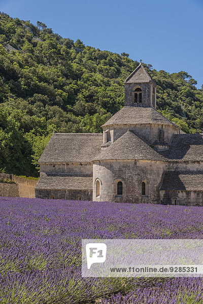 Zisterzienserabtei Notre-Dame de Sénanque mit Lavendelfeld  Vaucluse  Provence  Region Provence-Alpes-Côte d?Azur  Frankreich