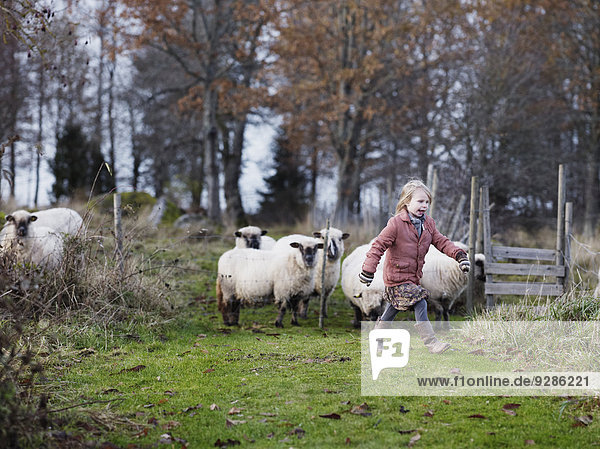 Girl walking  sheep in background  Smaland  Sweden