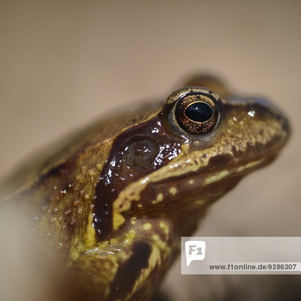 Close-up Frosch