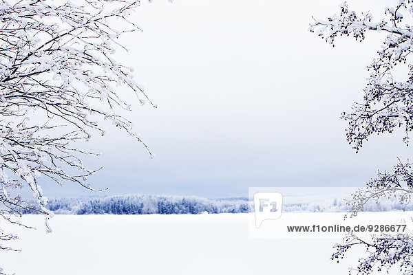 Winter landscape