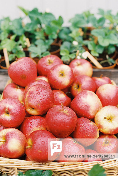 A display of fresh apples with water droplets on the red skin  and a basket of plants.