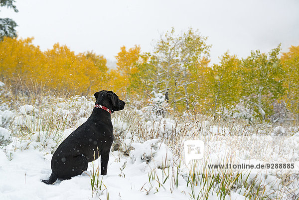 Ein schwarzer Labradorhund im Schnee.