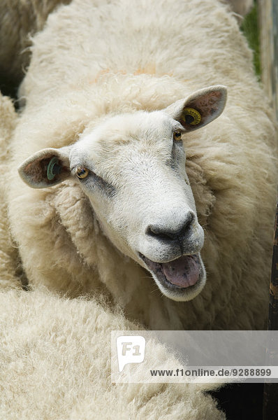 Schafe in einem Pferch auf einem Bauernhof.