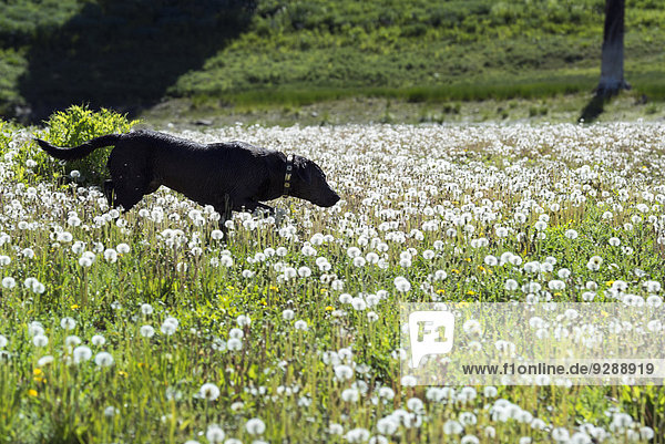 Ein schwarzer Labradorhund in hohem Wiesengras.