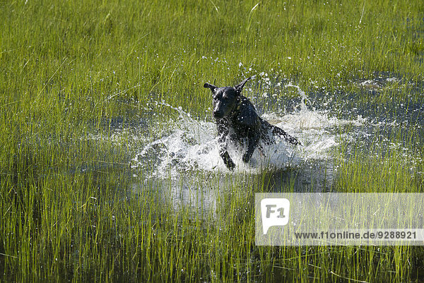 Ein schwarzer Labradorhund  der durch flaches Wasser springt.