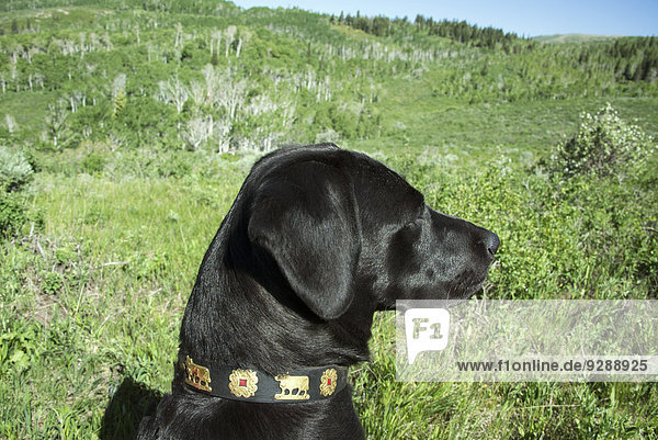 Ein schwarzer Labradorhund in hohem Wiesengras.