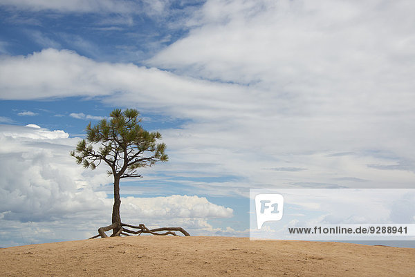 Ein einzelner Baum mit Luftwurzeln in einer Wüstenlandschaft  im Bryce-Nationalpark.
