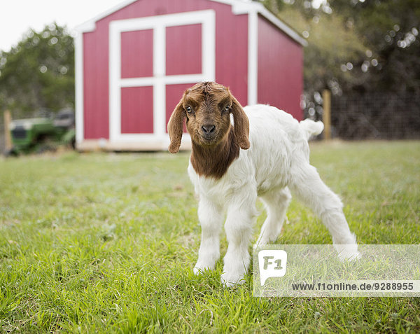A baby goat outside a barn.
