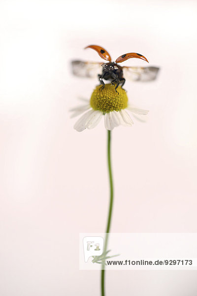 Gänseblümchen Bellis perennis Marienkäfer