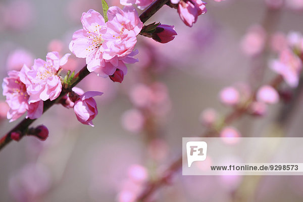 Peach blossoms