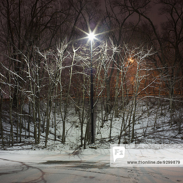 Eine Straßenlaterne unter kahlen Bäumen im Winter