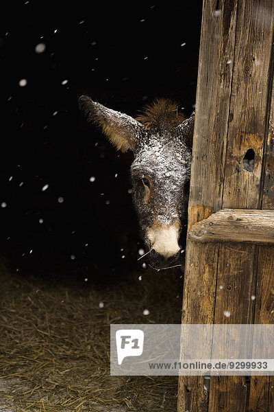 Esel stehend im Stall bei Schnee