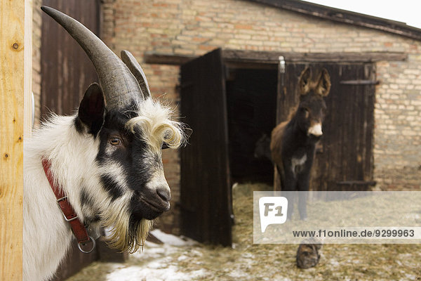Ziege und Esel im Stall