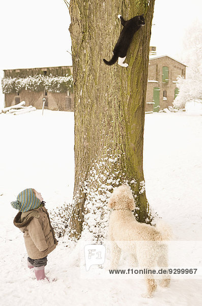Katze klettert auf Baum,  kleines Mädchen und portugiesischer Wasserhund beobachtend
