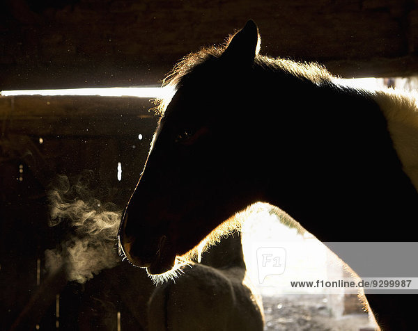Ein Pferd in einer Scheune in der Morgenkälte