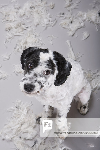Ein portugiesischer Wasserhund  der unsicher über sein frisch geschorenes Haar aussieht.