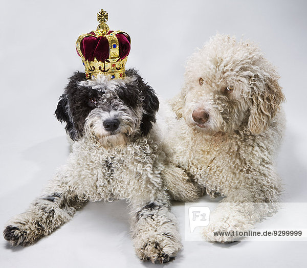 Zwei portugiesische Wasserhunde nebeneinander liegend  einer mit Krone