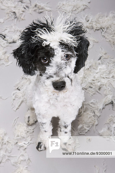Ein portugiesischer Wasserhund  der unsicher über seine neue Frisur aussieht.