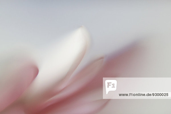 Nahaufnahme der weißen und rosa Blüte vor grauem Hintergrund
