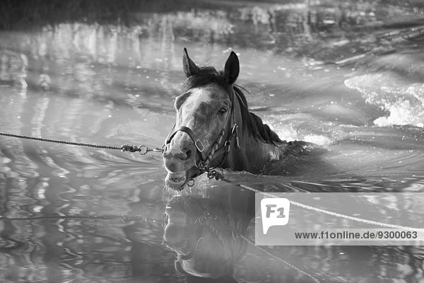 Pferd mit Seilen im Wasser gebunden