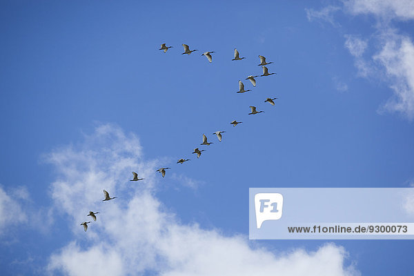 Vogelschwarm fliegt gegen wolkenblauen Himmel
