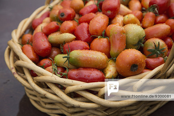 Frische Tomaten im Weidenkorb