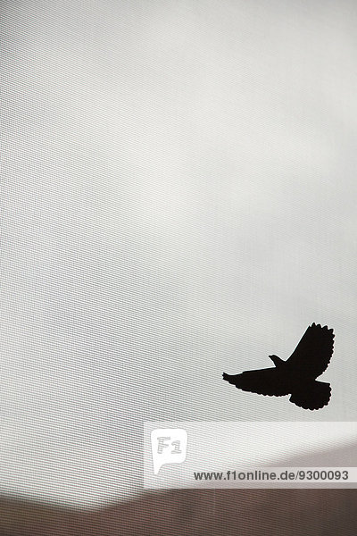 Silhouette Vogel fliegt in den Himmel durch den Vorhang gesehen