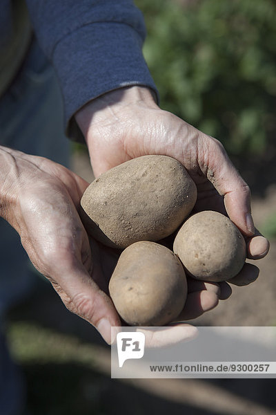 Schnittbild eines Mannes  der frisch geerntete Kartoffeln im Garten hält.