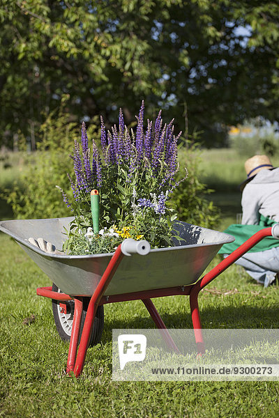 Blumentöpfe in Schubkarre mit Frauengartenarbeit im Hintergrund