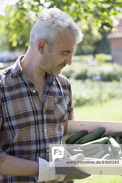 Reifer Mann mit Kiste geernteter Gurken im Gemüsegarten