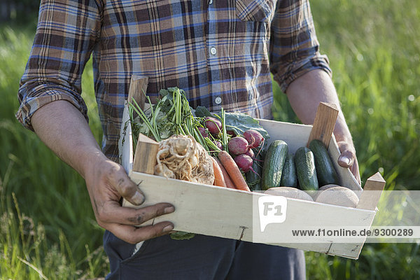Mittelteil des reifen Mannes  der eine Kiste frisch geerntetes Gemüse im Garten trägt.