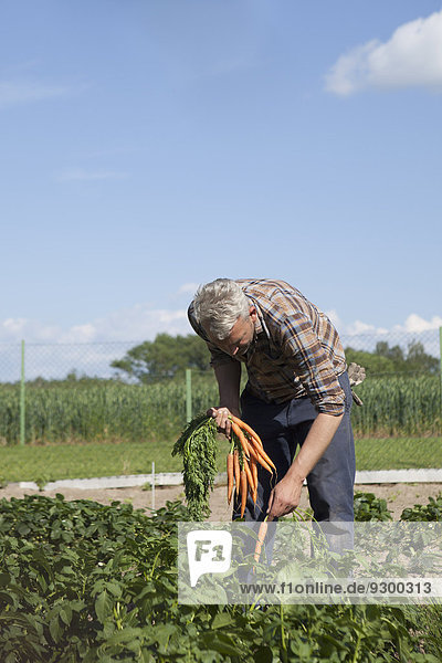 Reifer Mann pflückt Karotten im Gemüsegarten