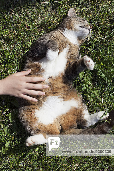 Hand kitzelnde Katze auf dem Bauch im Park