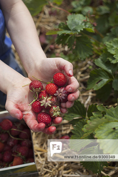 Nahaufnahme der Hände mit frisch gepflückten Erdbeeren auf dem Feld