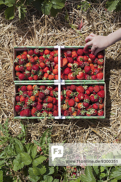 Nahaufnahme der Handpflückung von Erdbeeren aus der Kiste im Feld