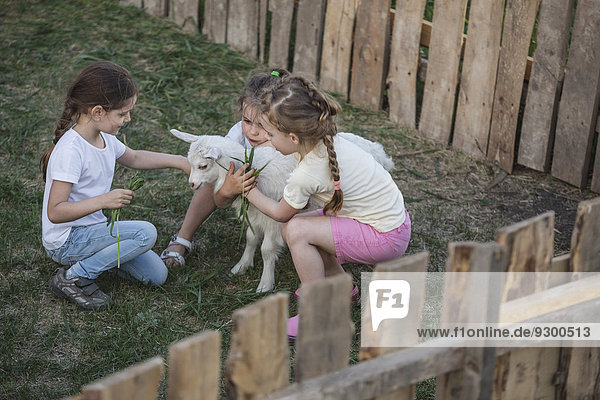 Mädchen spielen mit Ziegenbaby im Park