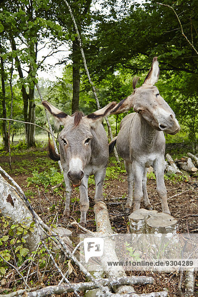 Zwei Esel im Wald  Le Saucet  Bretonvillers  Franche-Comte  Frankreich  Europa