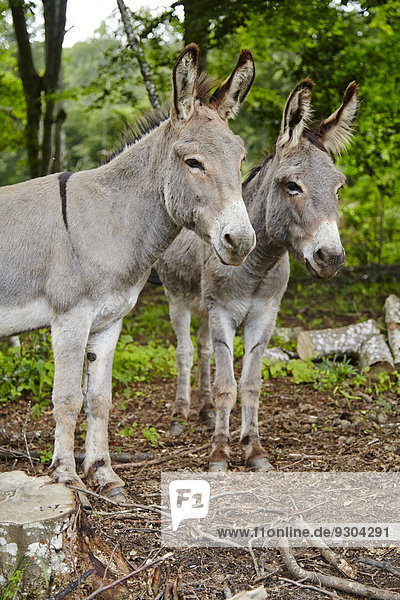 Two donkeys in forest  Le Saucet  Bretonvillers  Franche-Comte  France  Europe