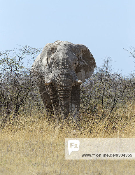 Afrikanischer Elefant (Loxodonta africana)  Elefantenbulle  Etosha-Nationalpark  Namibia