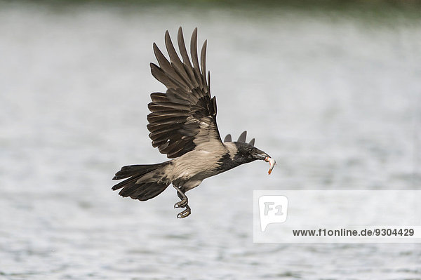 Nebelkrähe (Corvus corone cornix) fliegt mit einem gefangenen Fisch im Schnabel  Mecklenburg-Vorpommern  Deutschland