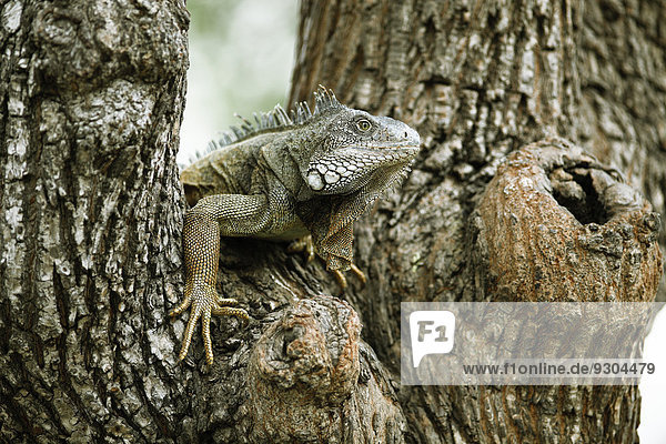 Grüner Leguan (Iguana iguana),  ausgewachsenes Tier,  sitzt auf einem Baum,  Guayaquil,  Provinz Guayas,  Ecuador