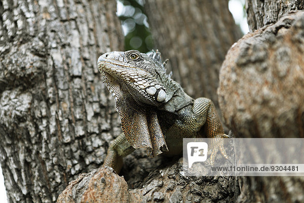 Grüner Leguan (Iguana iguana),  ausgewachsenes Tier,  sitzt auf einem Baum,  Guayaquil,  Provinz Guayas,  Ecuador