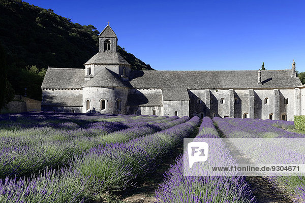 Zisterzienserabtei Abbaye Notre-Dame de Sénanque  mit Lavendelfeld  Vaucluse  Provence  Provence-Alpes-Côte d?Azur  Frankreich