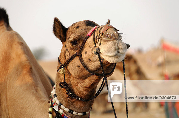 Reitkamel  Dromedar (Camelus dromedarius) in der Wüste Thar  bei Jaisalmer  Rajasthan  Indien