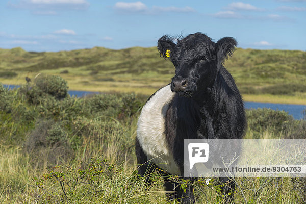 'Jungbulle der Rinderrasse ''Belted Galloway'' auf Weide in Dünenlandschaft  Strand  Houstrup  Nørre Nebel Sogn  Syddanmark  Dänemark'
